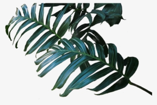 We Are Canada's Largest And Most Trusted Replica Botanical - Pond Pine #7936659