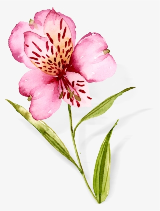 Watercolor Flowers Hand Drawn Orchids Png And Psd - Peruvian Lily #7937369