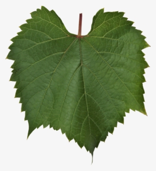Vine Leaf - Maple Leaf #7937897