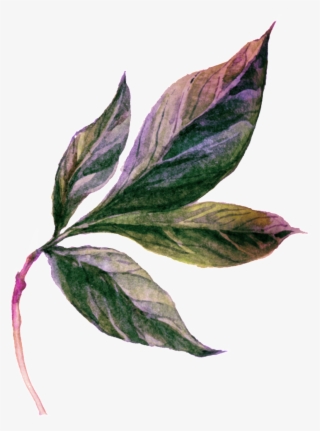 Cartoon Leaf Vector - Lobelia #7938022
