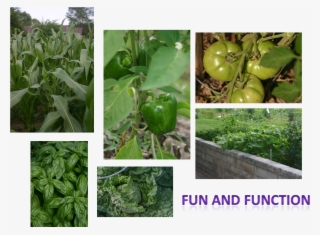 Team Home And Garden - Cash Crop #7940808