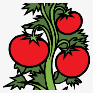 Vegetable Garden Clip Art Vegetable Garden Clipart - Drawing Of Tomato Plant #7940976