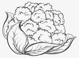 Cauliflower Drawing Dot - Cauliflower Drawing #7940978