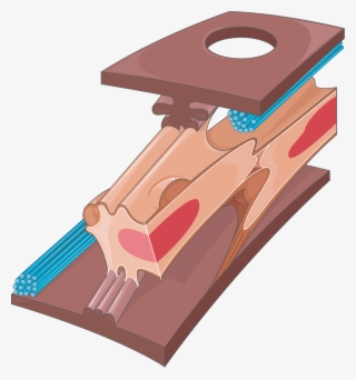 Download The Image - Plywood #7943014