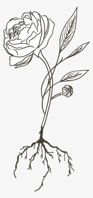 F L O U R I S H - Rose #7944376