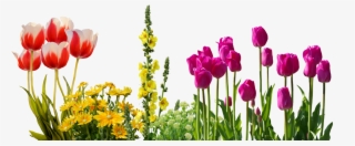 Tulips Spring Flowers Flower Bed Plant Nature - Transparent Spring Flowers #7945800