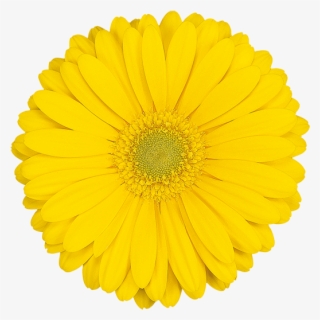 Florist Holland - Bellini Restaurante Logo #7945853