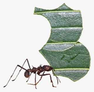 Screen Shot 2017 04 20 At - Carpenter Ant #7945918