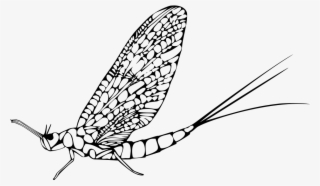 Download Png - Éphémère Insecte #7946228