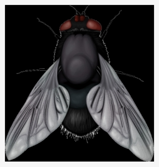 Check Out The Complete Collection Of Insect Free Png - Portable Network Graphics #7946553