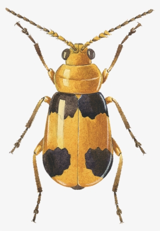 Collection Managed To Iso - Soldier Beetle #7946588