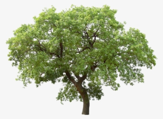Transparent Background Tree Png #7948565