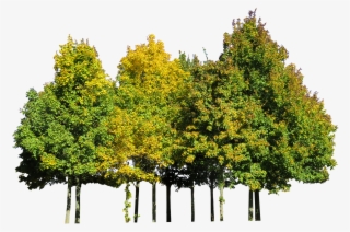 Nature, Tree, Autumn, Season, Leaves, Isolated, Beechnature - Pond Pine #7948617