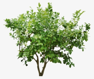 Cutout Bush - Tree Bush Png #7948663