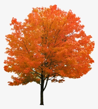 Cutout Autumn Tree - Red Maple Tree Png #7948917