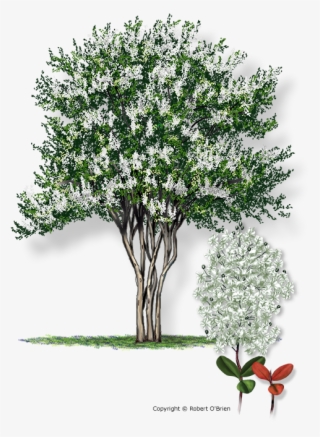 608 X 720 5 - Natchez Crepe Myrtle Png #7949633