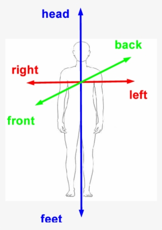 Body Part Diagram For Workplace Injuries Wiring Diagram - Human Body ...