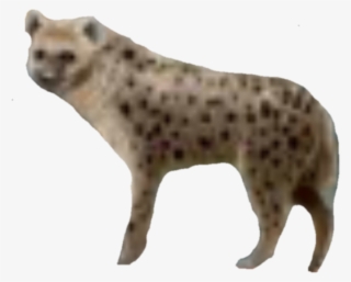 Nick - Spotted Hyena #7950058