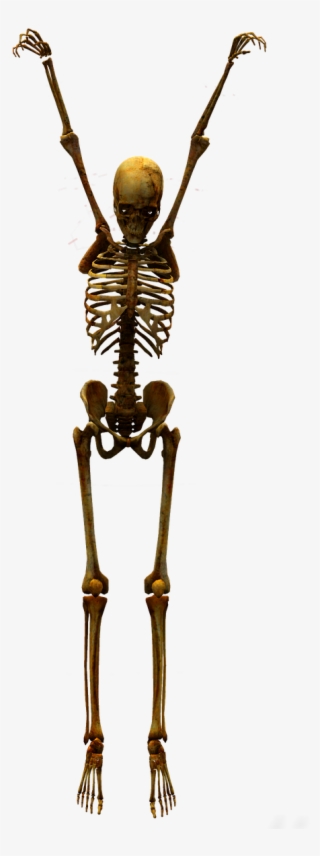 Skeleton Skull Bone - Skelleton #7950851