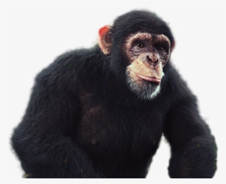 Chimpanzee Png Image - Common Chimpanzee #7954426