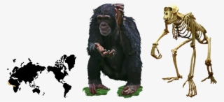 Index Picture - Common Chimpanzee #7954702