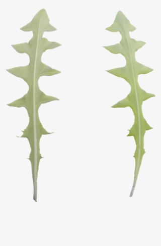 Selenicereus Anthonyanus #7954946