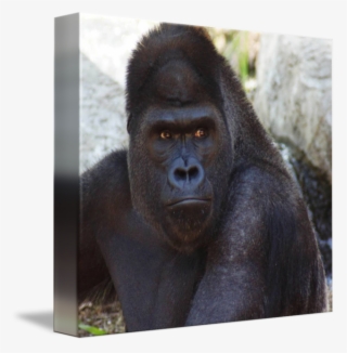 Western Gorilla Common Snout Terrestrial Animal Transprent - Monkey #7955043