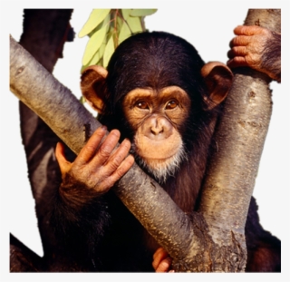 Monkeys High Definition Television Wallpaper Highdefinition - Free Images Of Monkey #7955179