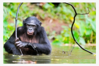 Endangered Animals With Their Names #7955224