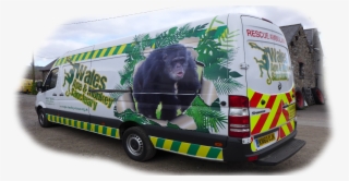 At Wales Ape And Monkey Sanctuary We Regularly Receive - Common Chimpanzee #7955387