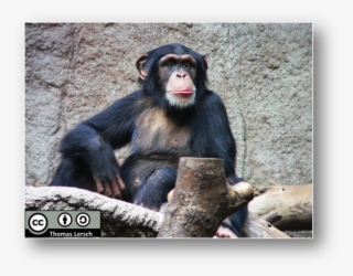 Hjördis Chimpanzee #7955877