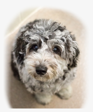 Animal Hospital In Ocala - Yorkipoo #7958285