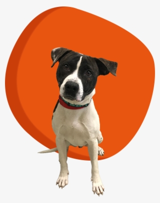 Give - Companion Dog #7958396