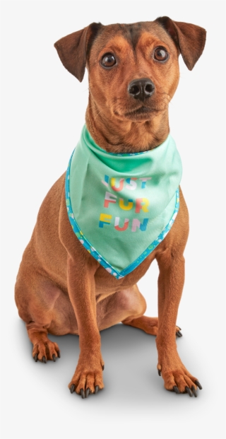 7 Cute And Colorful Pet Products You Can Buy Now - Dog #7958828