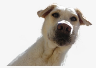 Dog Looking Down - Dogs Looking Down At Phone #7958868