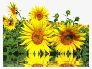 Laminated Poster Late Summer Summer Sun Nature Sun - Sunflower #7958931