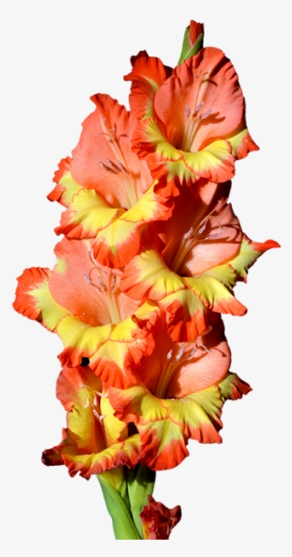 Gladiolus, Gladidus, Butterfly Greenhouse, Sword Flower - Гладиолус Пнг #7959018
