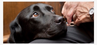 Courthouse Dogs #7959097