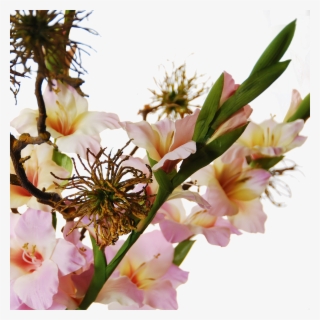 Gladiolus Hamamelis Detail - Lily Family #7959305