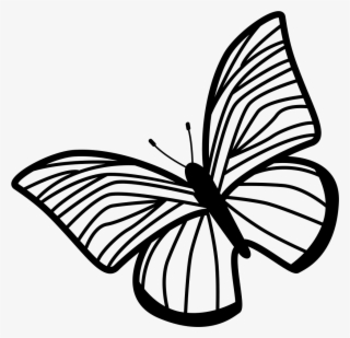 Butterfly Of Thin Striped Wings Rotated To Left Comments - Draw The Hands Of The Clock #7959449