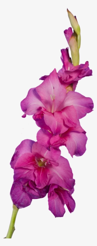 Publicat De Eu Ciresica La - Gladiolus #7959499