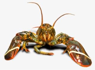 Michel Bourgoin Peters Owner - Freshwater Crab #7959614