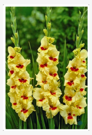 Gladiolus Jester #7959785