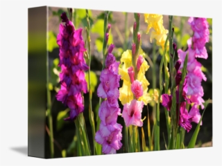 "multi Colored Gladiolus" By Carol Groenen, Tampa // - Gladiolus #7960155