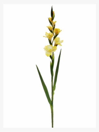 41" Gladiolus Spray W/4 Flw - Dactylorhiza Insularis #7960225