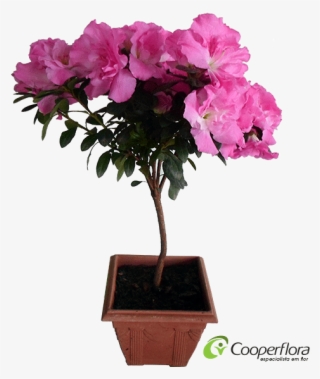 This Png File Is About Azaléia , Bonsai - Azaleia Png #7961177