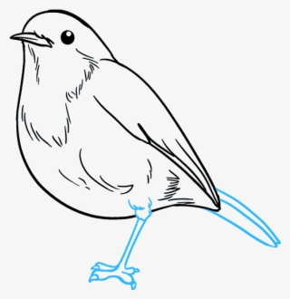 How To Draw Robin - Draw Robin Bird #7961446