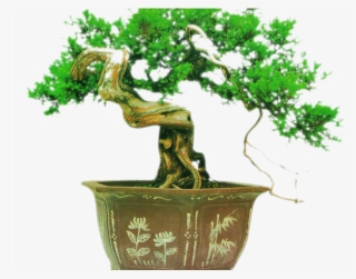 Bonsai Clipart Avocado Tree - 盆景 #7961651