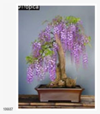 African Wisteria 15 Seeds - Amethyst Falls Wisteria Bonsai #7961673