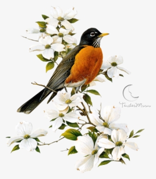 American Robin Png Pic - Birds And Butterflies Gif #7961742
